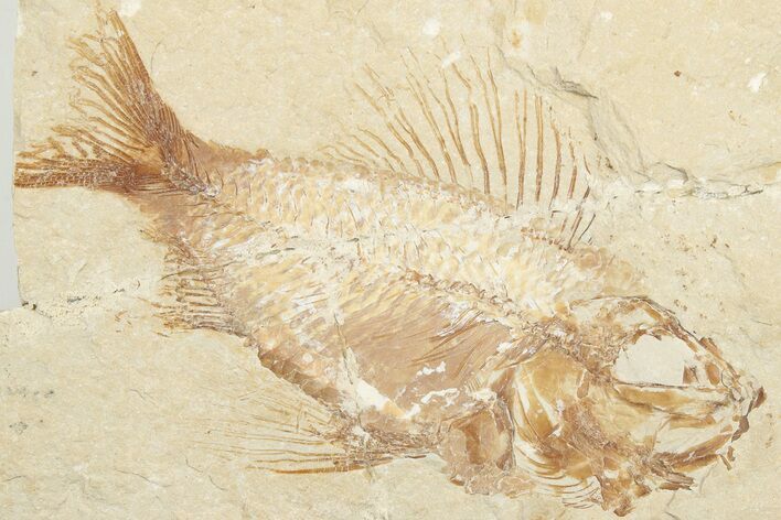 Cretaceous Fossil Fish (Ctenothrissa) - Hjoula, Lebanon #201364